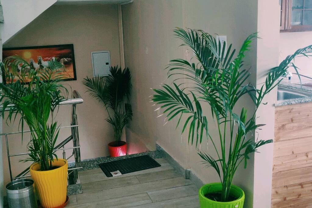 Fairview Wayside Villa Kasauli Ngoại thất bức ảnh
